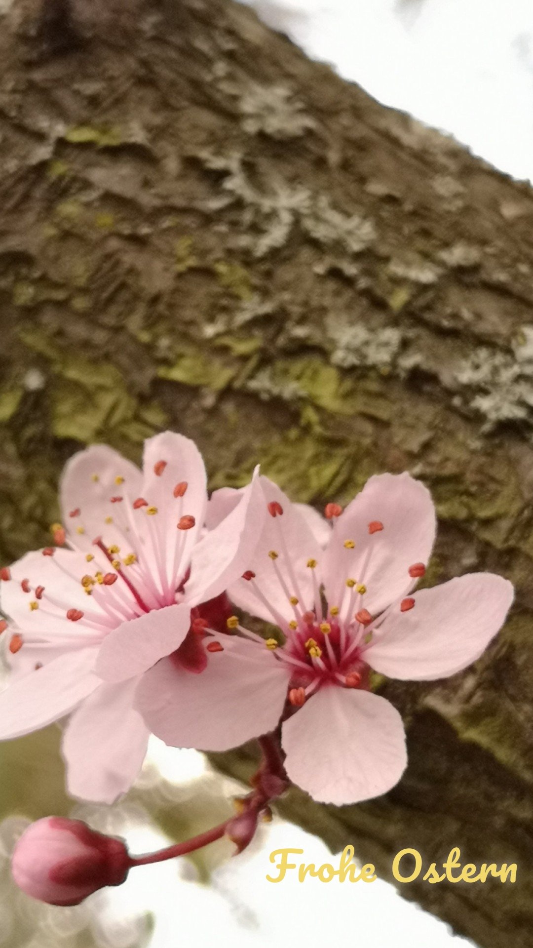 Frohe Ostern 