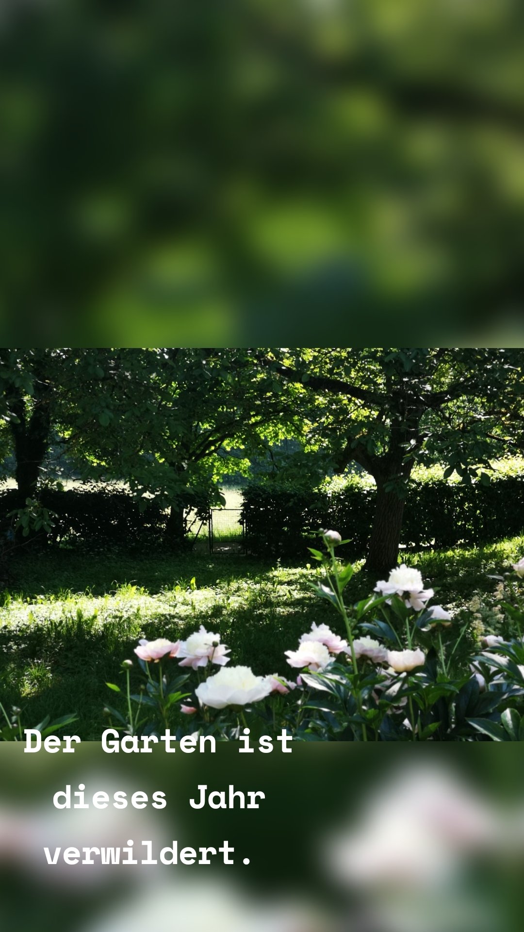 Der Garten ist dieses Jahr verwildert. 
